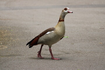 Nilgans (Alopochen aegyptiaca)