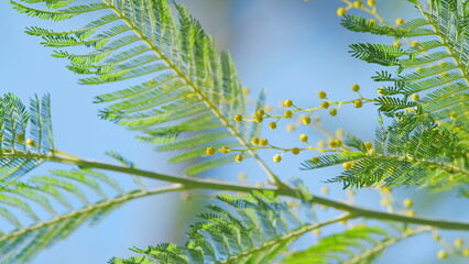 Yellow Mimosa Flowers Or Acacia Dealbata Blooming On Spring Tree. Yellow Gold Flowering Mimosa...