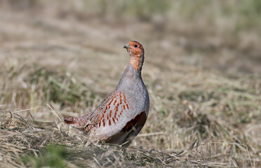 A male gray partridge (Perdix perdix) in breeding plumage shot close up against a background of mown hay in the soft morning light