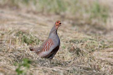 A male gray partridge (Perdix perdix) in breeding plumage shot close up against a background of...