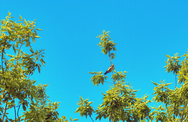 Little song birf on a branch of a green tree with leaves