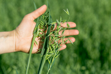 Ears of ripe oats in a woman's hand. Fertility concept