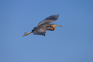 An adult purple heron (Ardea purpurea) in breeding plumage photographed in the reeds and in flight against a blue sky