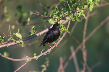 Male common starling (Sturnus vulgaris) shot in the soft morning light of the golden hour sitting on a honey locust branch against a blurred background