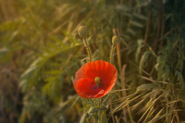 Red flower in meadow in sun light close up, soft focus, Papaver rhoeas, red corn field  Flanders poppy