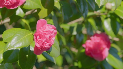 Pink Camellia Flower In Full Bloom. Flowering Camellias. Middle Of Sunny Spring Day. Close up.