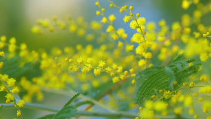 Acacia Dealbata Tree With Yellow Blossom In Sunny Day. Blossoming Of Mimosa Tree Or Acacia...