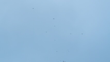 Birds Flying Above A Head. A Large Flock Swirling In A Whirlwind Of Air. Slow motion.