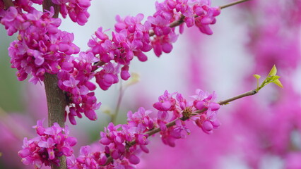 Pink Flowers Of Species Of The Genus Cercis Of The Legume Family Or Fabaceae. Close up.