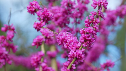 The Deep Pink Flowers. Judas Tree - Cercis Siliquastrum Branch In Full Bloom With Pink Flowers....