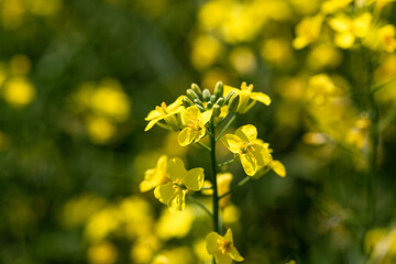 Rape plant and flowers in close-up. Cultivation of rapeseed.