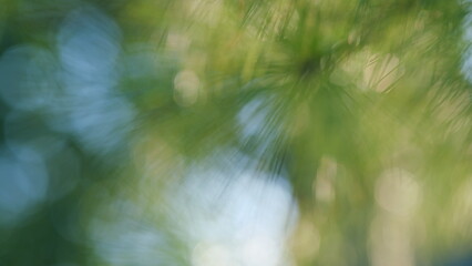 Coniferous Tree With Green Needles. Young Green Pine Branches Are Swaying In The Wind. Bokeh. Out...