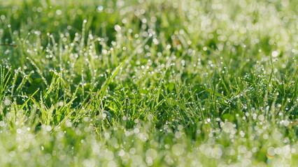 Fresh Spring Grass Covered With Morning Dew Drops. Blurred Background. Environment Concept. Pan.