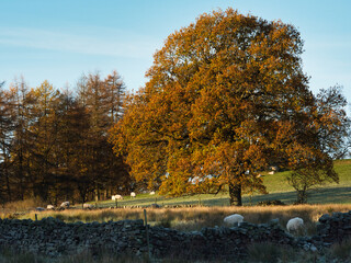 A flock of sheep on the moorland with trees and a dry stone wall. It is Autumn and the sun is...