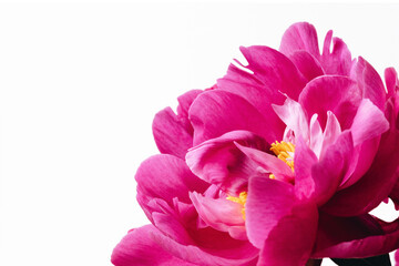 Pink peony on white background with copy space