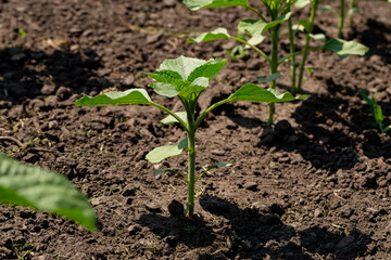 A close-up of a sprout of sunflower sprouts lit by the afternoon sun on fertile black soil. Concept agro culture.