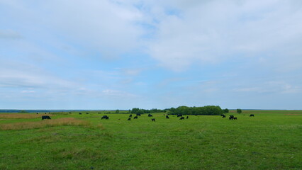 Black cow on grass of meadow. Black angus cow herd grazing on pasture grassland.