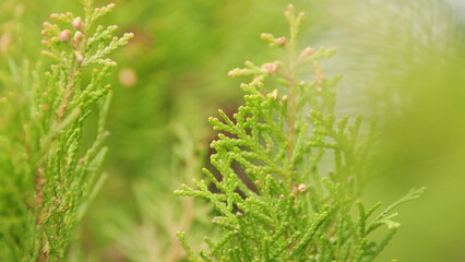 Cupressaceae Famiily - Thuja Trees. Branches Of Tree Swaying In The Wind.