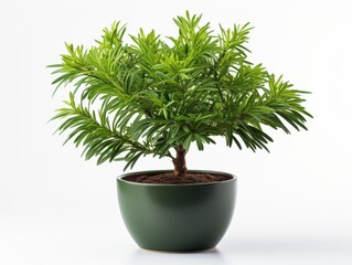 A vibrant green potted plant in a sleek green container, perfect for indoor decor, adding a touch of nature to any space.