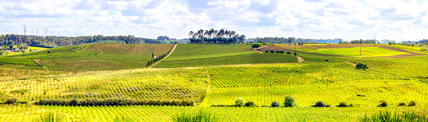 Campos de vinhas em Portugal 