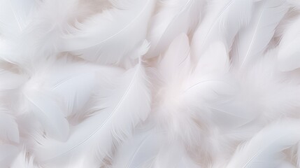 Obraz premium White color soft feathers background