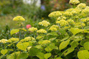 Hydrangea arborescens 'Annabelle' a summer flower small white shrub plant commonly known as smooth hydrangea stock photo image