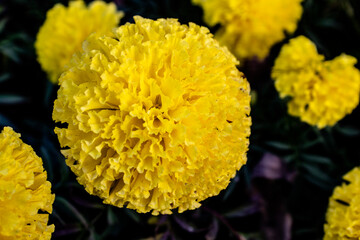 marigold garden where the sun shines. Marigold flowers is a yellow shrub