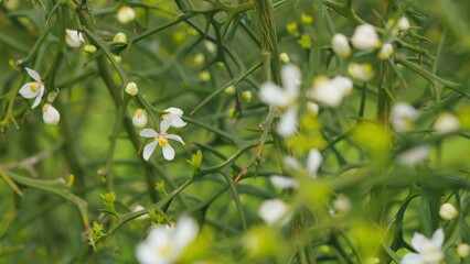 Hardy Orange. Evergreen Poncirus Bush Blooming With White Flowers. Close up.