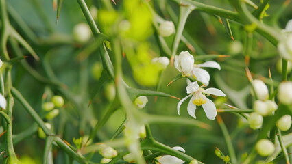 Citrus Trifoliata Or Poncirus Trifoliata. Lively Nature. Poncirus Trifoliata Flowering. Close up.