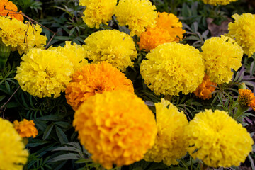 Marigold flowers is a yellow shrub