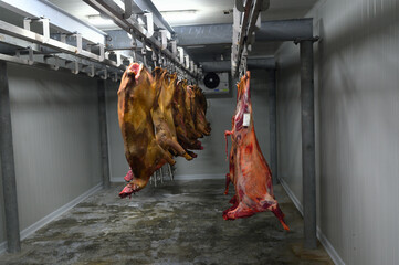 Goat meat on the hanger in a slaugterhouse cold room