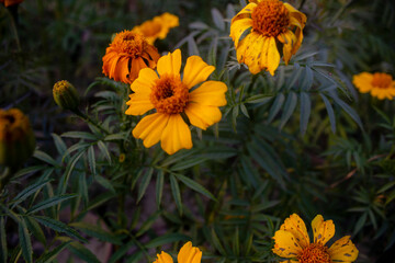 marigold garden where the sun shines. Marigold flowers is a yellow shrub