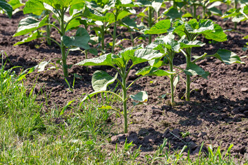 A close-up of a sprout of sunflower sprouts lit by the afternoon sun on fertile black soil. Concept agro culture.