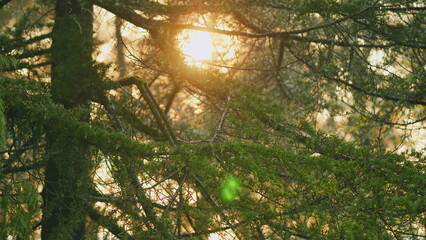 Coniferous Forest In Autumn. Sunset Sunlight Through Twigs And Needles. Fresh Fir Branch. Bokeh.