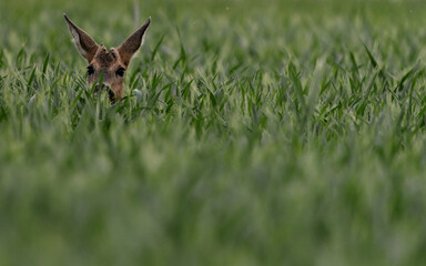 A deer peeking through the tall green cornfield, showcasing nature and wildlife.