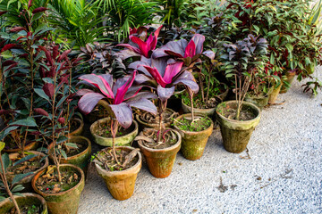 monocotyledonous y dicotyledonous Nettie differences 