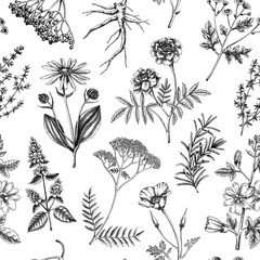 Apothecary plant background. Medicinal herbs seamless pattern. Herbal remedies, natural medicine, Healing plants sketches. Hand-drawn vector illustration.NOT AI genereted