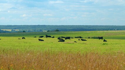 Cow Farm Panorama. Cows Grazing On Grass In A Field. Herd Of Angus In A Green Pasture In Late Summer.