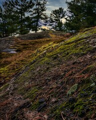 Fototapeta premium path in the forest
