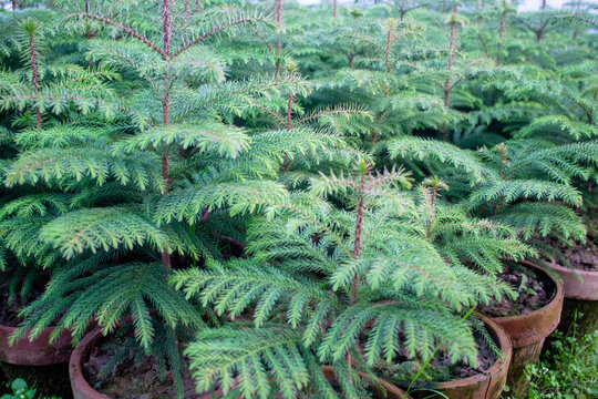 Pine