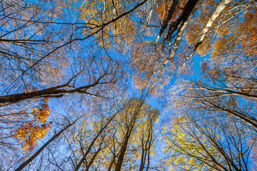 Alberi su cielo