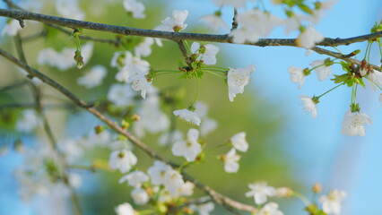 Wild Cherry Or Prunus Avium Blossoms. Branch Of Sweet Cherry With Flowers. Early Spring. Close up.