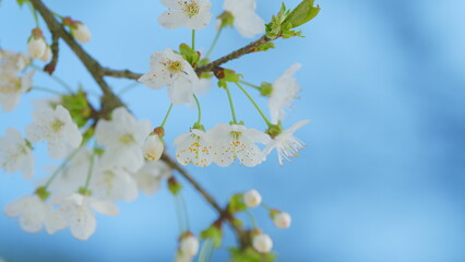 Obraz premium Sweet Cherry. Wild Cherry Or Prunus Avium Flowers With A Beautiful White Blossom In Early Spring. Close up.