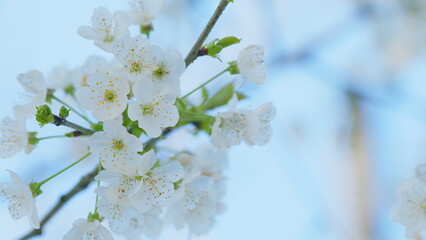 Sunny White Wild Cherry Blossoms In Springtime. Group Of Beautiful White Petals Cherry Flowers In Bloom. Close up.