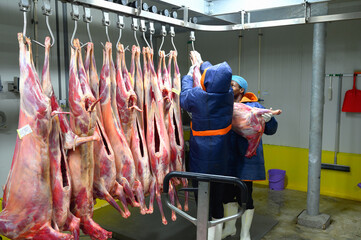 Two butchers hanging meats - cold store with hanging cow and pork halves workplace food industry -...