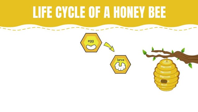 Life Cycle Of Bee Animation Infographics
