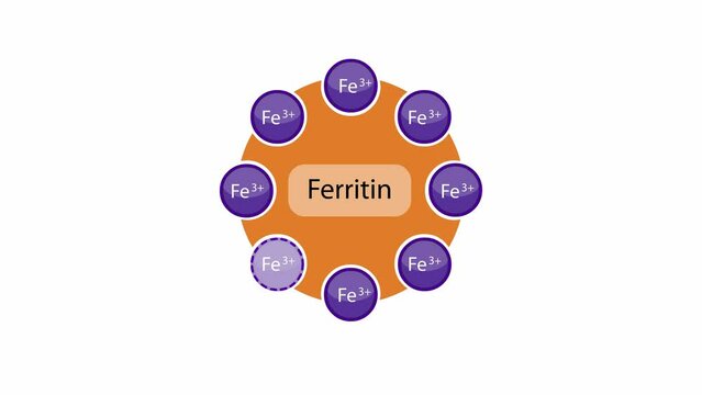 Ferritin is an intracellular protein that stores iron an releases it when required. Iron is absorbed through the 12 3-fold hydrophilic channels. Source: PDB entry 5yi5. 3d animation