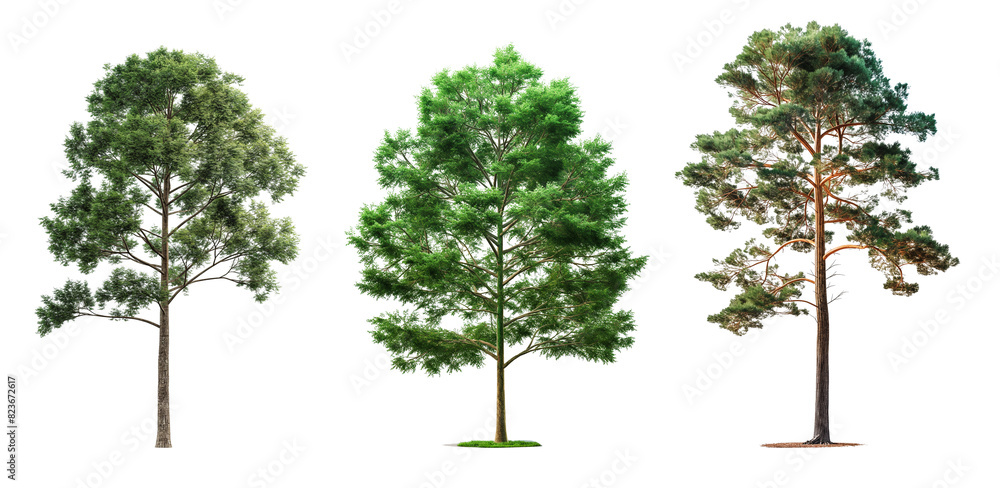 Poster set of tall trees isolated on transparent or white background. 3d rendering