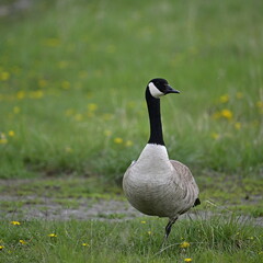 goose on the grass