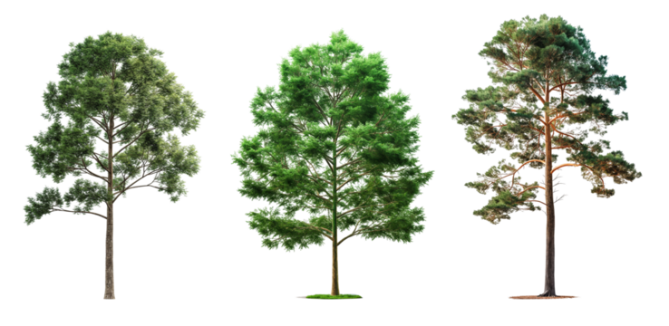 Set of tall trees isolated on transparent or white background. 3d rendering